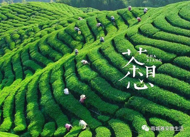 2018年4月3日 地点:合江镇各节点 开展采茶体验,茶叶制品 和农副产品
